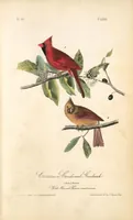 Picture 204 of 503 from The birds of America, from drawings made in the United States and their territories. By John James Audubon (1840), leaf 205