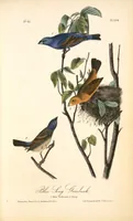 Picture 205 of 503 from The birds of America, from drawings made in the United States and their territories. By John James Audubon (1840), leaf 206