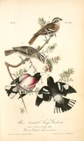 Picture 206 of 503 from The birds of America, from drawings made in the United States and their territories. By John James Audubon (1840), leaf 207