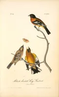 Picture 207 of 503 from The birds of America, from drawings made in the United States and their territories. By John James Audubon (1840), leaf 208