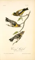 Picture 208 of 503 from The birds of America, from drawings made in the United States and their territories. By John James Audubon (1840), leaf 209