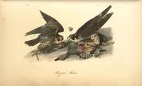 Picture 21 of 503 from The birds of America, from drawings made in the United States and their territories. By John James Audubon (1840), leaf 21