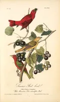 Picture 209 of 503 from The birds of America, from drawings made in the United States and their territories. By John James Audubon (1840), leaf 210