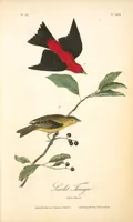 Picture 210 of 503 from The birds of America, from drawings made in the United States and their territories. By John James Audubon (1840), leaf 211