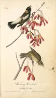 Picture 213 of 503 from The birds of America, from drawings made in the United States and their territories. By John James Audubon (1840), leaf 214