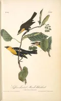 Picture 215 of 503 from The birds of America, from drawings made in the United States and their territories. By John James Audubon (1840), leaf 216