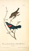 Picture 217 of 503 from The birds of America, from drawings made in the United States and their territories. By John James Audubon (1840), leaf 218