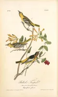 Picture 220 of 503 from The birds of America, from drawings made in the United States and their territories. By John James Audubon (1840), leaf 221
