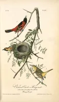 Picture 221 of 503 from The birds of America, from drawings made in the United States and their territories. By John James Audubon (1840), leaf 222