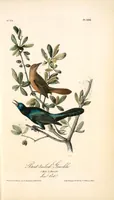 Picture 222 of 503 from The birds of America, from drawings made in the United States and their territories. By John James Audubon (1840), leaf 223