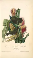 Picture 223 of 503 from The birds of America, from drawings made in the United States and their territories. By John James Audubon (1840), leaf 224