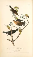 Picture 224 of 503 from The birds of America, from drawings made in the United States and their territories. By John James Audubon (1840), leaf 225