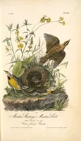 Picture 225 of 503 from The birds of America, from drawings made in the United States and their territories. By John James Audubon (1840), leaf 226