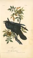 An illustration from The birds of America, from drawings made in the United States and their territories. By John James Audubon (1840)
