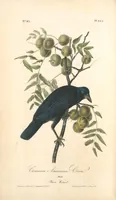 Picture 227 of 503 from The birds of America, from drawings made in the United States and their territories. By John James Audubon (1840), leaf 228