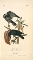 Picture 228 of 503 from The birds of America, from drawings made in the United States and their territories. By John James Audubon (1840), leaf 229