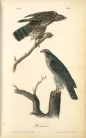 Picture 23 of 503 from The birds of America, from drawings made in the United States and their territories. By John James Audubon (1840), leaf 23