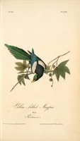 Picture 230 of 503 from The birds of America, from drawings made in the United States and their territories. By John James Audubon (1840), leaf 231