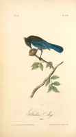 Picture 232 of 503 from The birds of America, from drawings made in the United States and their territories. By John James Audubon (1840), leaf 233
