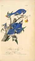 Picture 233 of 503 from The birds of America, from drawings made in the United States and their territories. By John James Audubon (1840), leaf 234