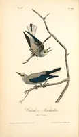 Picture 237 of 503 from The birds of America, from drawings made in the United States and their territories. By John James Audubon (1840), leaf 238