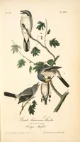 Picture 238 of 503 from The birds of America, from drawings made in the United States and their territories. By John James Audubon (1840), leaf 239