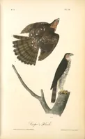 Picture 24 of 503 from The birds of America, from drawings made in the United States and their territories. By John James Audubon (1840), leaf 24