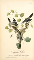 Picture 239 of 503 from The birds of America, from drawings made in the United States and their territories. By John James Audubon (1840), leaf 240