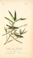 Picture 241 of 503 from The birds of America, from drawings made in the United States and their territories. By John James Audubon (1840), leaf 242