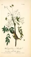 Picture 242 of 503 from The birds of America, from drawings made in the United States and their territories. By John James Audubon (1840), leaf 243
