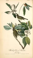 Picture 243 of 503 from The birds of America, from drawings made in the United States and their territories. By John James Audubon (1840), leaf 244