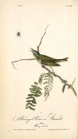 Picture 245 of 503 from The birds of America, from drawings made in the United States and their territories. By John James Audubon (1840), leaf 246