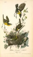 Picture 246 of 503 from The birds of America, from drawings made in the United States and their territories. By John James Audubon (1840), leaf 247