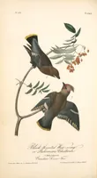 Picture 247 of 503 from The birds of America, from drawings made in the United States and their territories. By John James Audubon (1840), leaf 248