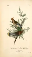 Picture 248 of 503 from The birds of America, from drawings made in the United States and their territories. By John James Audubon (1840), leaf 249