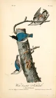 Picture 249 of 503 from The birds of America, from drawings made in the United States and their territories. By John James Audubon (1840), leaf 250
