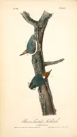 Picture 251 of 503 from The birds of America, from drawings made in the United States and their territories. By John James Audubon (1840), leaf 252