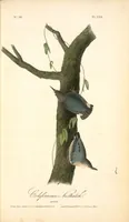 Picture 252 of 503 from The birds of America, from drawings made in the United States and their territories. By John James Audubon (1840), leaf 253