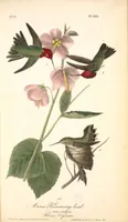 Picture 254 of 503 from The birds of America, from drawings made in the United States and their territories. By John James Audubon (1840), leaf 255