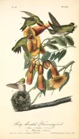 Picture 255 of 503 from The birds of America, from drawings made in the United States and their territories. By John James Audubon (1840), leaf 256
