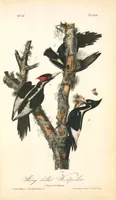 Picture 258 of 503 from The birds of America, from drawings made in the United States and their territories. By John James Audubon (1840), leaf 259