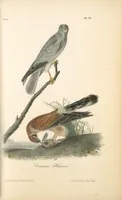 Picture 26 of 503 from The birds of America, from drawings made in the United States and their territories. By John James Audubon (1840), leaf 26