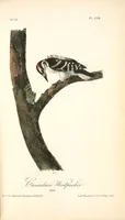 Picture 260 of 503 from The birds of America, from drawings made in the United States and their territories. By John James Audubon (1840), leaf 261
