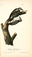 Picture 261 of 503 from The birds of America, from drawings made in the United States and their territories. By John James Audubon (1840), leaf 262