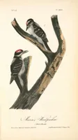 Picture 262 of 503 from The birds of America, from drawings made in the United States and their territories. By John James Audubon (1840), leaf 263