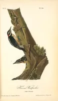 An illustration from The birds of America, from drawings made in the United States and their territories. By John James Audubon (1840)