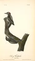 Picture 264 of 503 from The birds of America, from drawings made in the United States and their territories. By John James Audubon (1840), leaf 265