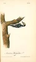 Picture 267 of 503 from The birds of America, from drawings made in the United States and their territories. By John James Audubon (1840), leaf 268