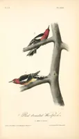 Picture 268 of 503 from The birds of America, from drawings made in the United States and their territories. By John James Audubon (1840), leaf 269