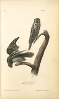 Picture 27 of 503 from The birds of America, from drawings made in the United States and their territories. By John James Audubon (1840), leaf 27
